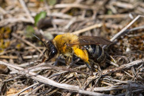 Andrena nitida